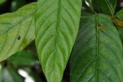 <strong>Rubiaceae - Chassalia corallioides - (Cordem.) Verdc.</strong><br />© Sarrailh Jean-Michel / CIRAD