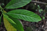 <strong>Rubiaceae - Chassalia corallioides - (Cordem.) Verdc.</strong><br />© Sarrailh Jean-Michel / CIRAD