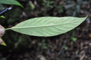 <strong>Rubiaceae - Chassalia corallioides - (Cordem.) Verdc.</strong><br />© Sarrailh Jean-Michel / CIRAD