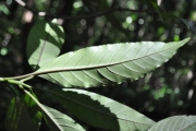 <strong>Rubiaceae - Chassalia corallioides - (Cordem.) Verdc.</strong><br />© Sarrailh Jean-Michel / CIRAD