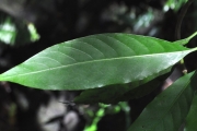 <strong>Rubiaceae - Chassalia corallioides - (Cordem.) Verdc.</strong><br />© Sarrailh Jean-Michel / CIRAD