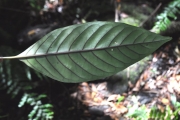 <strong>Rubiaceae - Chassalia corallioides - (Cordem.) Verdc.</strong><br />© Sarrailh Jean-Michel / CIRAD