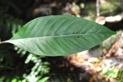 <strong>Rubiaceae - Chassalia corallioides - (Cordem.) Verdc.</strong><br />© Sarrailh Jean-Michel / CIRAD