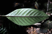 <strong>Rubiaceae - Chassalia corallioides - (Cordem.) Verdc.</strong><br />© Sarrailh Jean-Michel / CIRAD