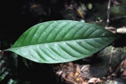 <strong>Rubiaceae - Chassalia corallioides - (Cordem.) Verdc.</strong><br />© Sarrailh Jean-Michel / CIRAD