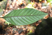 <strong>Rubiaceae - Chassalia corallioides - (Cordem.) Verdc.</strong><br />© Sarrailh Jean-Michel / CIRAD