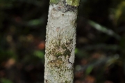 <strong>Rubiaceae - Chassalia corallioides - (Cordem.) Verdc.</strong><br />© Sarrailh Jean-Michel / CIRAD