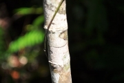 <strong>Rubiaceae - Chassalia corallioides - (Cordem.) Verdc.</strong><br />© Sarrailh Jean-Michel / CIRAD