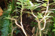 <strong>Rubiaceae - Chassalia gaertneroides - (Cordem.) Verdc.</strong><br />© Sarrailh Jean-Michel / CIRAD