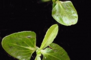 <strong>Rubiaceae - Chassalia gaertneroides - (Cordem.) Verdc.</strong><br />© Sarrailh Jean-Michel / CIRAD