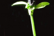 <strong>Rubiaceae - Chassalia gaertneroides - (Cordem.) Verdc.</strong><br />© Sarrailh Jean-Michel / CIRAD