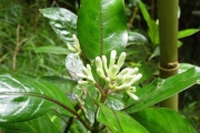 <strong>Rubiaceae - Chassalia gaertneroides - (Cordem.) Verdc.</strong><br />© Sarrailh Jean-Michel / CIRAD
