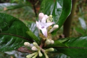<strong>Rubiaceae - Chassalia gaertneroides - (Cordem.) Verdc.</strong><br />© Sarrailh Jean-Michel / CIRAD