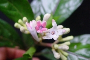 <strong>Rubiaceae - Chassalia gaertneroides - (Cordem.) Verdc.</strong><br />© Sarrailh Jean-Michel / CIRAD