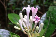 <strong>Rubiaceae - Chassalia gaertneroides - (Cordem.) Verdc.</strong><br />© Sarrailh Jean-Michel / CIRAD
