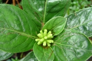 <strong>Rubiaceae - Chassalia gaertneroides - (Cordem.) Verdc.</strong><br />© Sarrailh Jean-Michel / CIRAD
