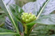 <strong>Rubiaceae - Chassalia gaertneroides - (Cordem.) Verdc.</strong><br />© Sarrailh Jean-Michel / CIRAD