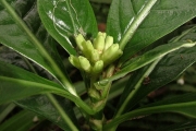 <strong>Rubiaceae - Chassalia gaertneroides - (Cordem.) Verdc.</strong><br />© Sarrailh Jean-Michel / CIRAD