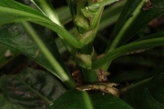 <strong>Rubiaceae - Chassalia gaertneroides - (Cordem.) Verdc.</strong><br />© Sarrailh Jean-Michel / CIRAD