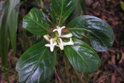 <strong>Rubiaceae - Chassalia gaertneroides - (Cordem.) Verdc.</strong><br />© Sarrailh Jean-Michel / CIRAD