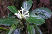 <strong>Rubiaceae - Chassalia gaertneroides - (Cordem.) Verdc.</strong><br />© Sarrailh Jean-Michel / CIRAD