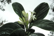 <strong>Rubiaceae - Chassalia gaertneroides - (Cordem.) Verdc.</strong><br />© Sarrailh Jean-Michel / CIRAD