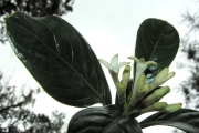 <strong>Rubiaceae - Chassalia gaertneroides - (Cordem.) Verdc.</strong><br />© Sarrailh Jean-Michel / CIRAD