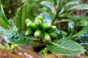 <strong>Rubiaceae - Chassalia gaertneroides - (Cordem.) Verdc.</strong><br />© Sarrailh Jean-Michel / CIRAD