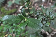 <strong>Rubiaceae - Chassalia gaertneroides - (Cordem.) Verdc.</strong><br />© Sarrailh Jean-Michel / CIRAD