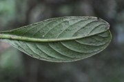 <strong>Rubiaceae - Chassalia gaertneroides - (Cordem.) Verdc.</strong><br />© Sarrailh Jean-Michel / CIRAD