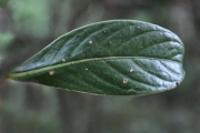 <strong>Rubiaceae - Chassalia gaertneroides - (Cordem.) Verdc.</strong><br />© Sarrailh Jean-Michel / CIRAD