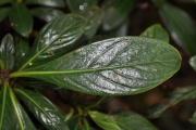 <strong>Rubiaceae - Chassalia gaertneroides - (Cordem.) Verdc.</strong><br />© Sarrailh Jean-Michel / CIRAD