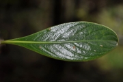 <strong>Rubiaceae - Chassalia gaertneroides - (Cordem.) Verdc.</strong><br />© Sarrailh Jean-Michel / CIRAD