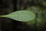 <strong>Rubiaceae - Chassalia gaertneroides - (Cordem.) Verdc.</strong><br />© Sarrailh Jean-Michel / CIRAD