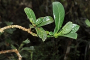 <strong>Rubiaceae - Chassalia gaertneroides - (Cordem.) Verdc.</strong><br />© Sarrailh Jean-Michel / CIRAD