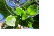 <strong>Euphorbiaceae - Claoxylon glandulosum - Boivin ex Baill.</strong><br />© Sarrailh Jean-Michel / CIRAD