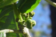<strong>Euphorbiaceae - Claoxylon glandulosum - Boivin ex Baill.</strong><br />© Sarrailh Jean-Michel / CIRAD