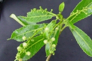 <strong>Euphorbiaceae - Claoxylon glandulosum - Boivin ex Baill.</strong><br />© Sarrailh Jean-Michel / CIRAD