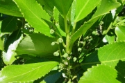 <strong>Euphorbiaceae - Claoxylon glandulosum - Boivin ex Baill.</strong><br />© Sarrailh Jean-Michel / CIRAD