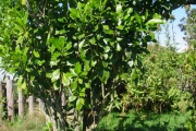 <strong>Euphorbiaceae - Claoxylon glandulosum - Boivin ex Baill.</strong><br />© 