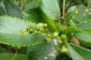 <strong>Euphorbiaceae - Claoxylon glandulosum - Boivin ex Baill.</strong><br />© Baret Stéphane