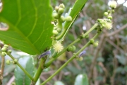 <strong>Euphorbiaceae - Claoxylon glandulosum - Boivin ex Baill.</strong><br />© Baret Stéphane