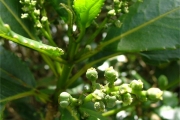 <strong>Euphorbiaceae - Claoxylon glandulosum - Boivin ex Baill.</strong><br />© Baret Stéphane
