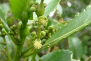 <strong>Euphorbiaceae - Claoxylon glandulosum - Boivin ex Baill.</strong><br />© Baret Stéphane