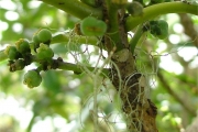 <strong>Euphorbiaceae - Claoxylon glandulosum - Boivin ex Baill.</strong><br />© Baret Stéphane