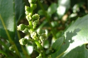 <strong>Euphorbiaceae - Claoxylon glandulosum - Boivin ex Baill.</strong><br />© Baret Stéphane