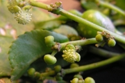 <strong>Euphorbiaceae - Claoxylon glandulosum - Boivin ex Baill.</strong><br />© Sarrailh Jean-Michel / CIRAD