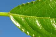 <strong>Euphorbiaceae - Claoxylon glandulosum - Boivin ex Baill.</strong><br />© Sarrailh Jean-Michel / CIRAD