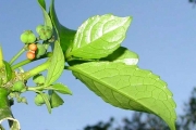 <strong>Euphorbiaceae - Claoxylon glandulosum - Boivin ex Baill.</strong><br />© Sarrailh Jean-Michel / CIRAD