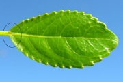 <strong>Euphorbiaceae - Claoxylon glandulosum - Boivin ex Baill.</strong><br />© Sarrailh Jean-Michel / CIRAD